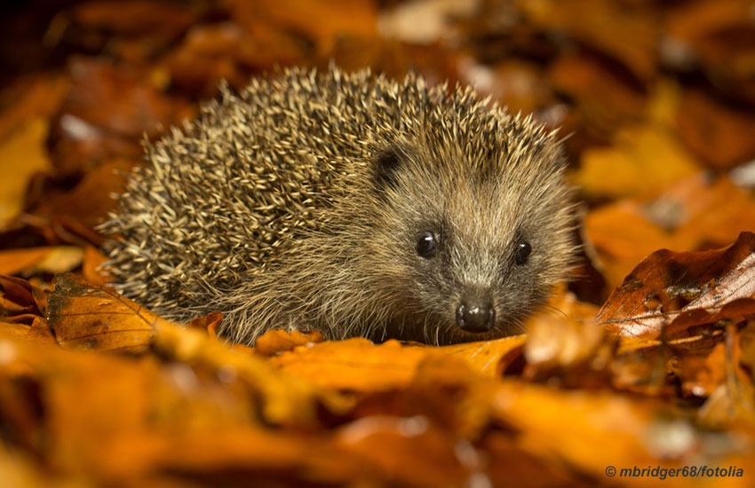 Igel im Herbstlaub