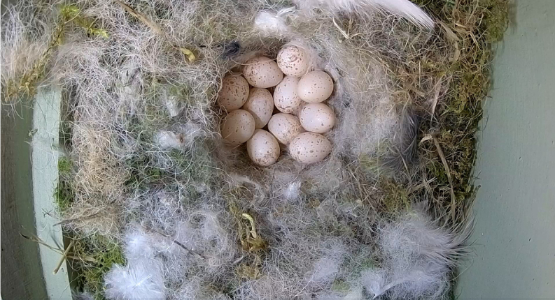 18.04.19 - Blaumeiseneier in einem aus Moos, Fell und Federn gebauten Nest / via Webcam vogelbescherming.nl