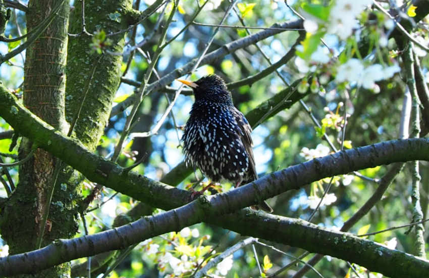 Star im Kirschbaum