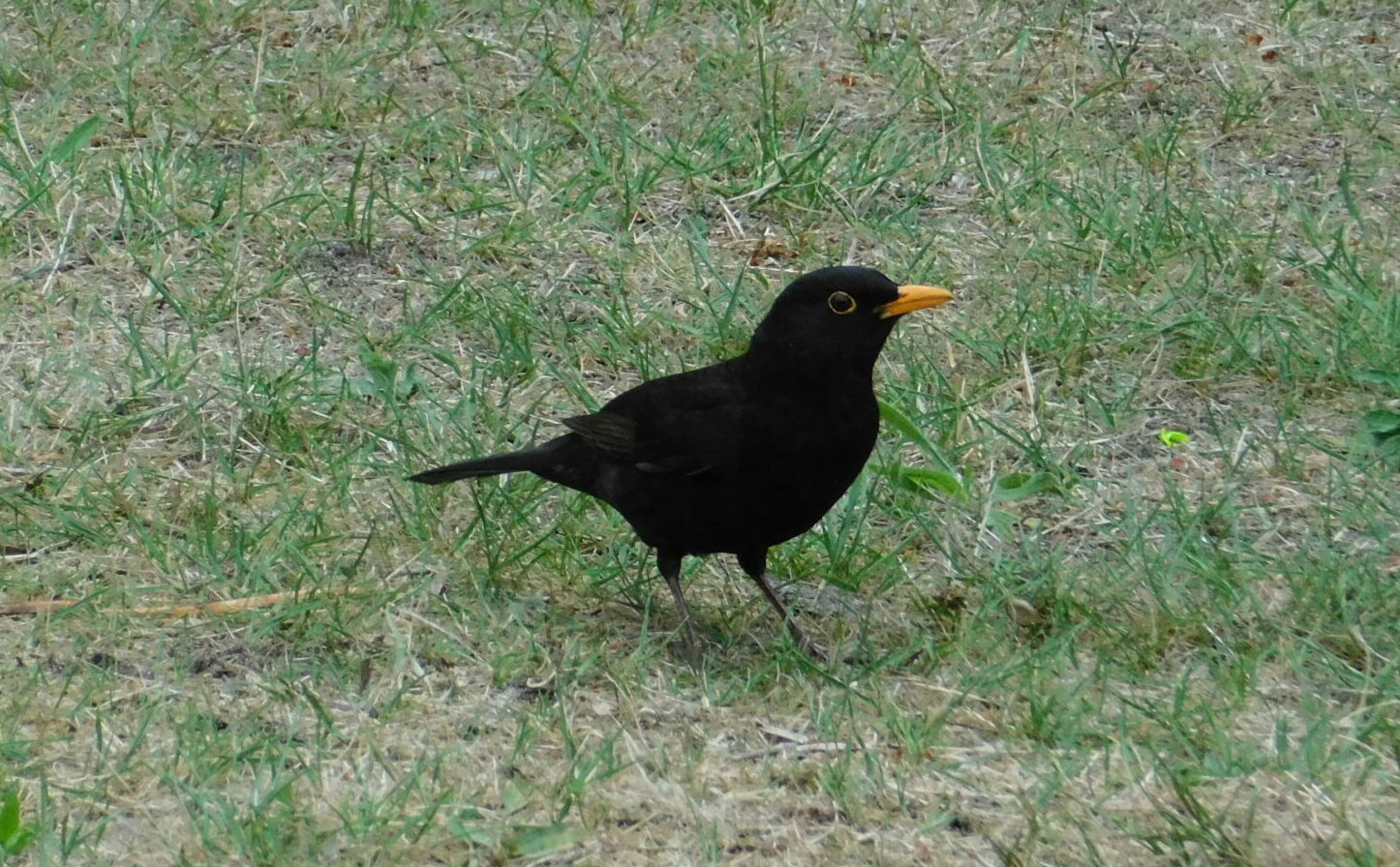 Unsere Gartenvögel: Die Amsel - Wildvögel, Fledermäuse, Igel und Insekten