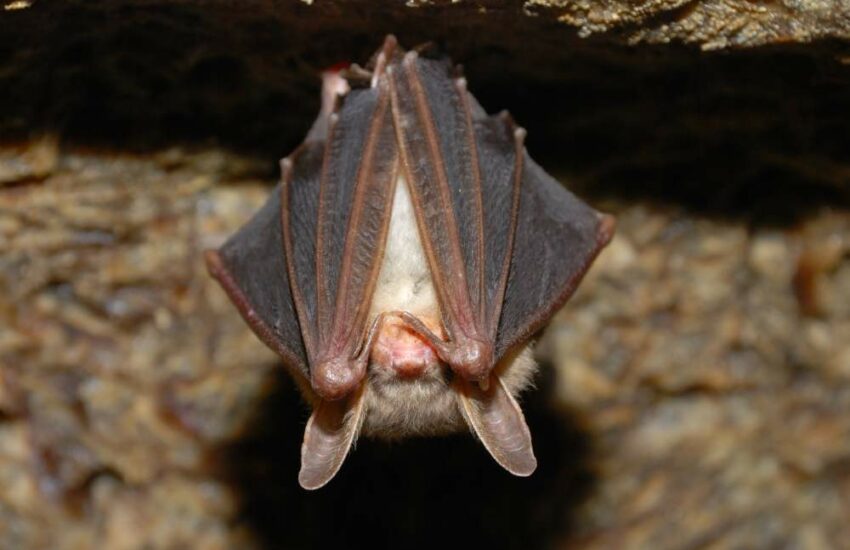 schlafende Fledermaus