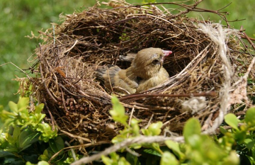 Nest mit Vogel in der Brutzeit
