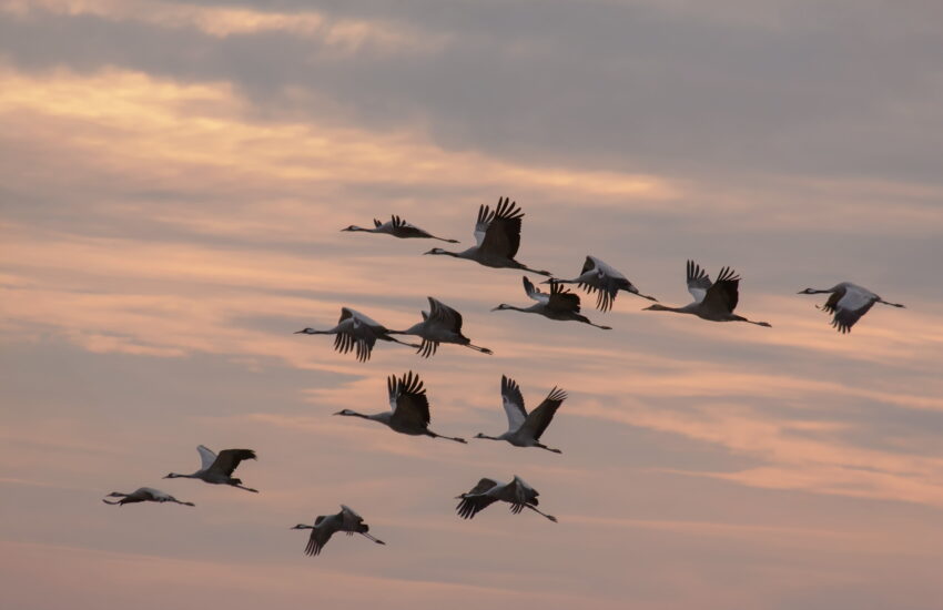 Vögel ziehen Richtung Süden