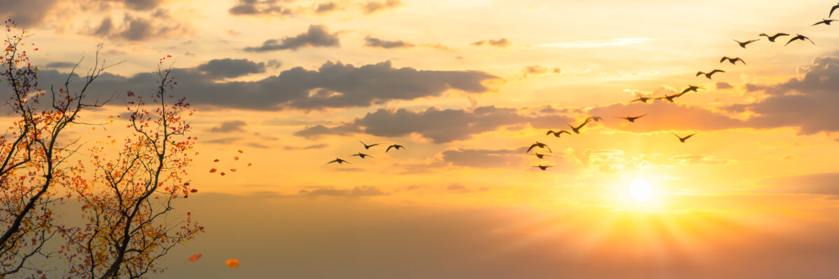 Vogelzug Richtung Süden