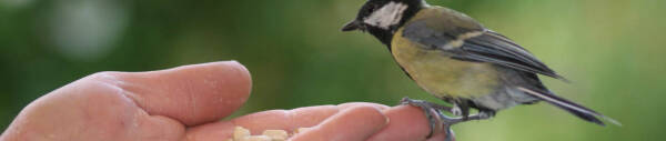 Streufutter für Wildvögel