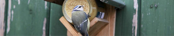 Erdnussbutter für Vögel