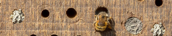 Wildbienen