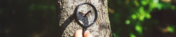 Andere Insekten