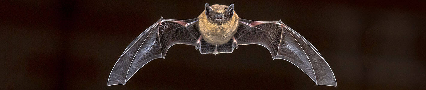 Fledermauskästen für verschiedene Arten und Standorte
