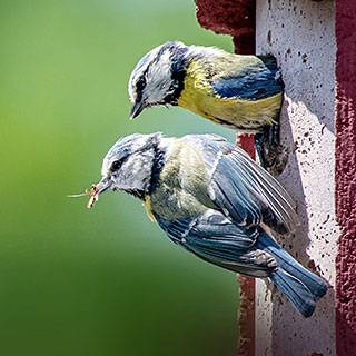 Zwei Blaumeisen am Nistkasten