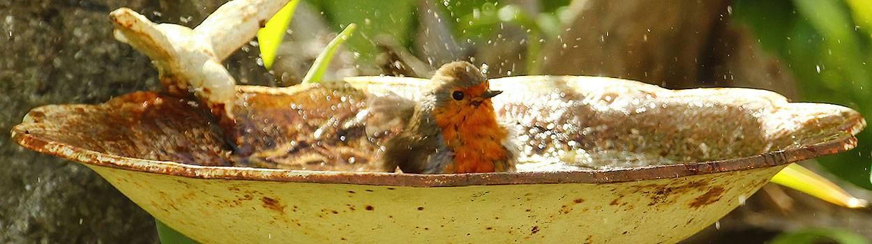 Vogel badet in Wasserschale