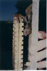 Fledermaushöhle 2F mit Holzplatte als Hängehilfe