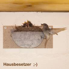 Rauchschwalbennest Nr. 10 - Schwegler