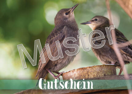 Geschenkgutschein für nistkasten-online.de
