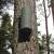 Fledermauskasten Walze - Witterungsbeständiger Fledermauskasten aus Holzbeton