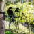Metall Vogel Rauchschwalbe