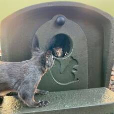 Eichhörnchen Aufzuchtkobel